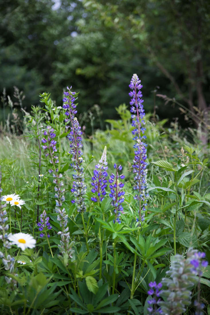 A closer look, lupine and daisies. Photograph by Justine Hand.