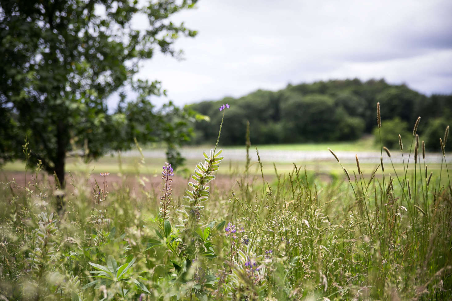 Wild grasses sway in the breeze and frame the view of the farm fields beyond.
