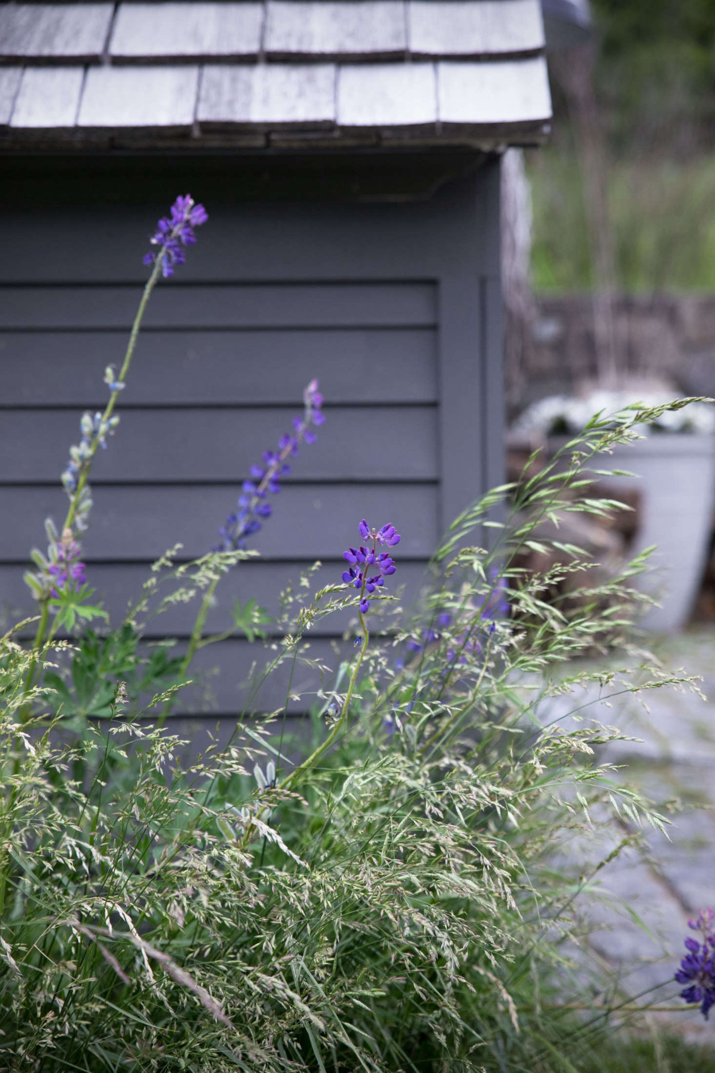 In the early summer, tall purple lupines emerge from the flowing grasses throughout the property.