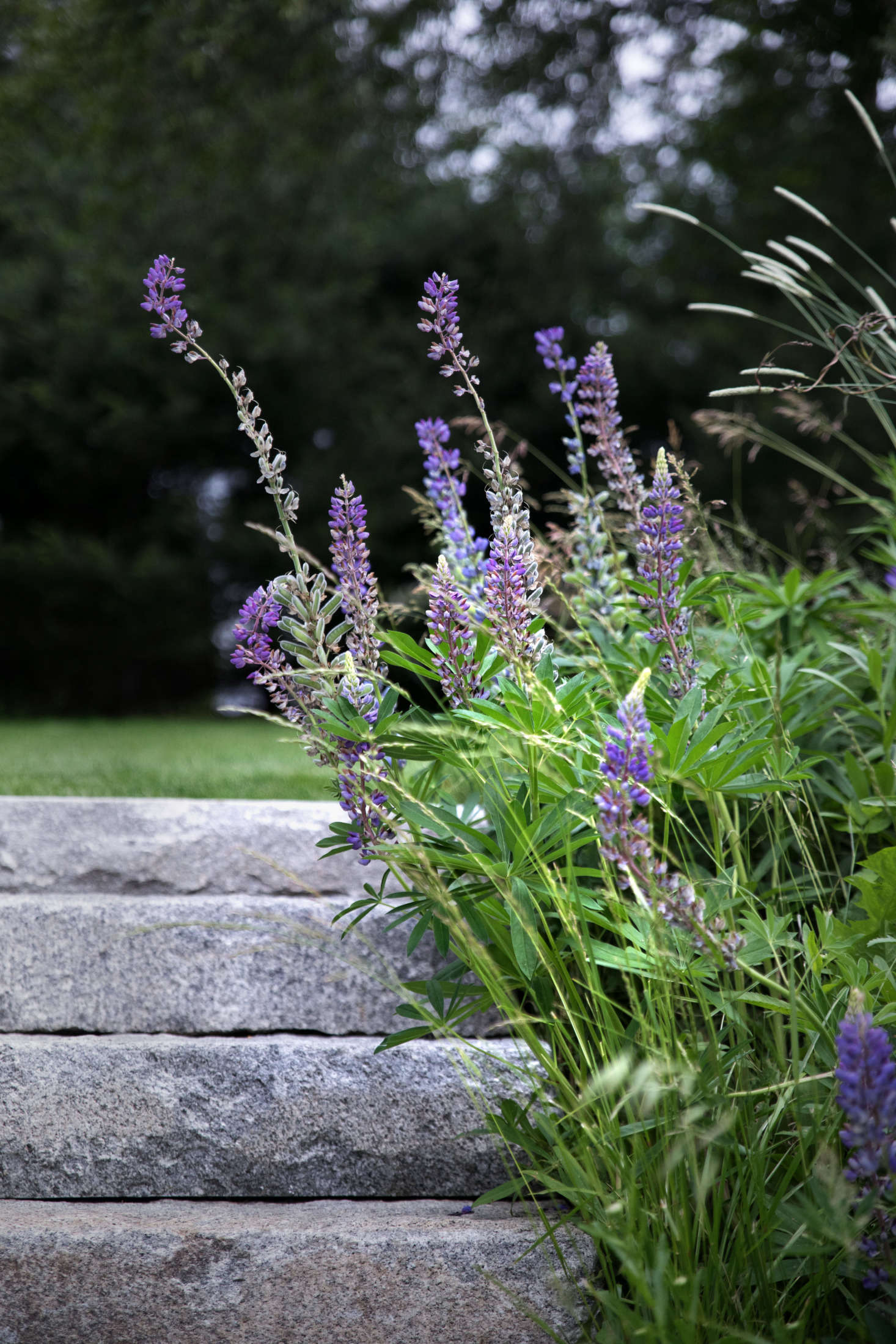 More lupine and grass create a soft border along the granite steps.