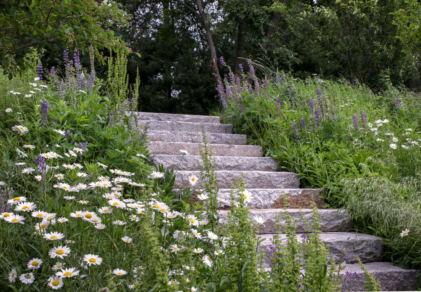 The hillside was seeded with a meadow mix; in early summer lupine and daisy offset the granite steps. The stairs are made from locally sourced, salvaged granite for an authentic look.