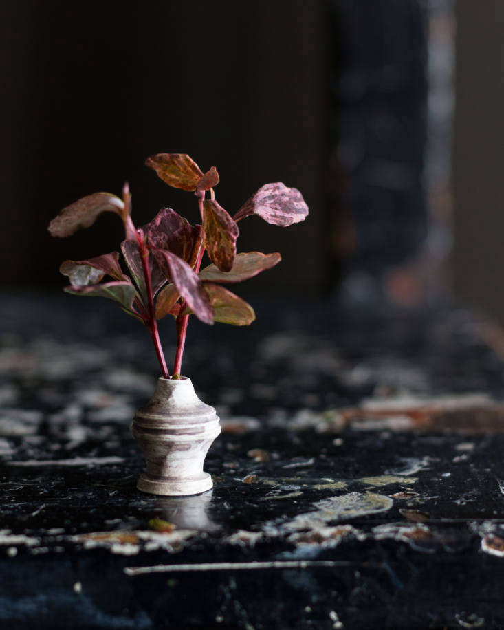 A miniature vase with foraged leaves; vase by Baradax Ceramics.