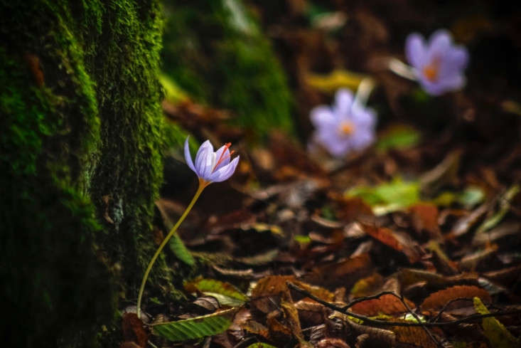 Did fairies sprinkle crocus bulbs at the base of this tree? Photograph by Evan Karageorgos via Flickr.