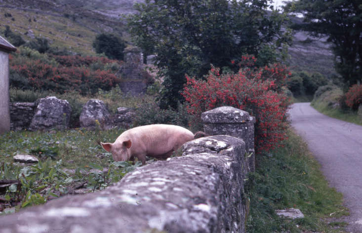 A bright red Fuchsia magellanica bush in bloom in the Irish countryside, pig included. Photograph by Dr. Mary Gillham Archives via Flickr.