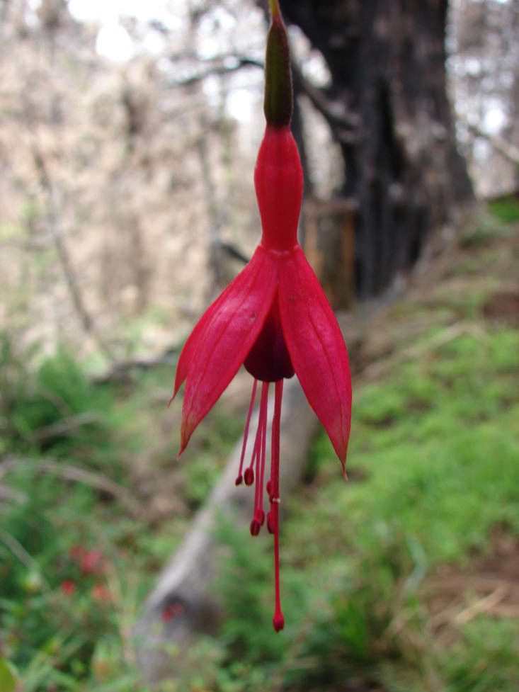 Fuchsia magellanica rightfully earns its &#8\2\20;earrings&#8\2\2\1; nickname. Photograph by Forest and Kim Starr via Flickr.