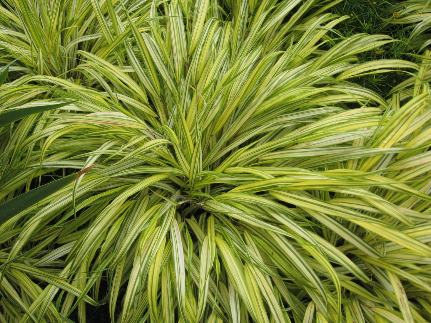 H. macra 