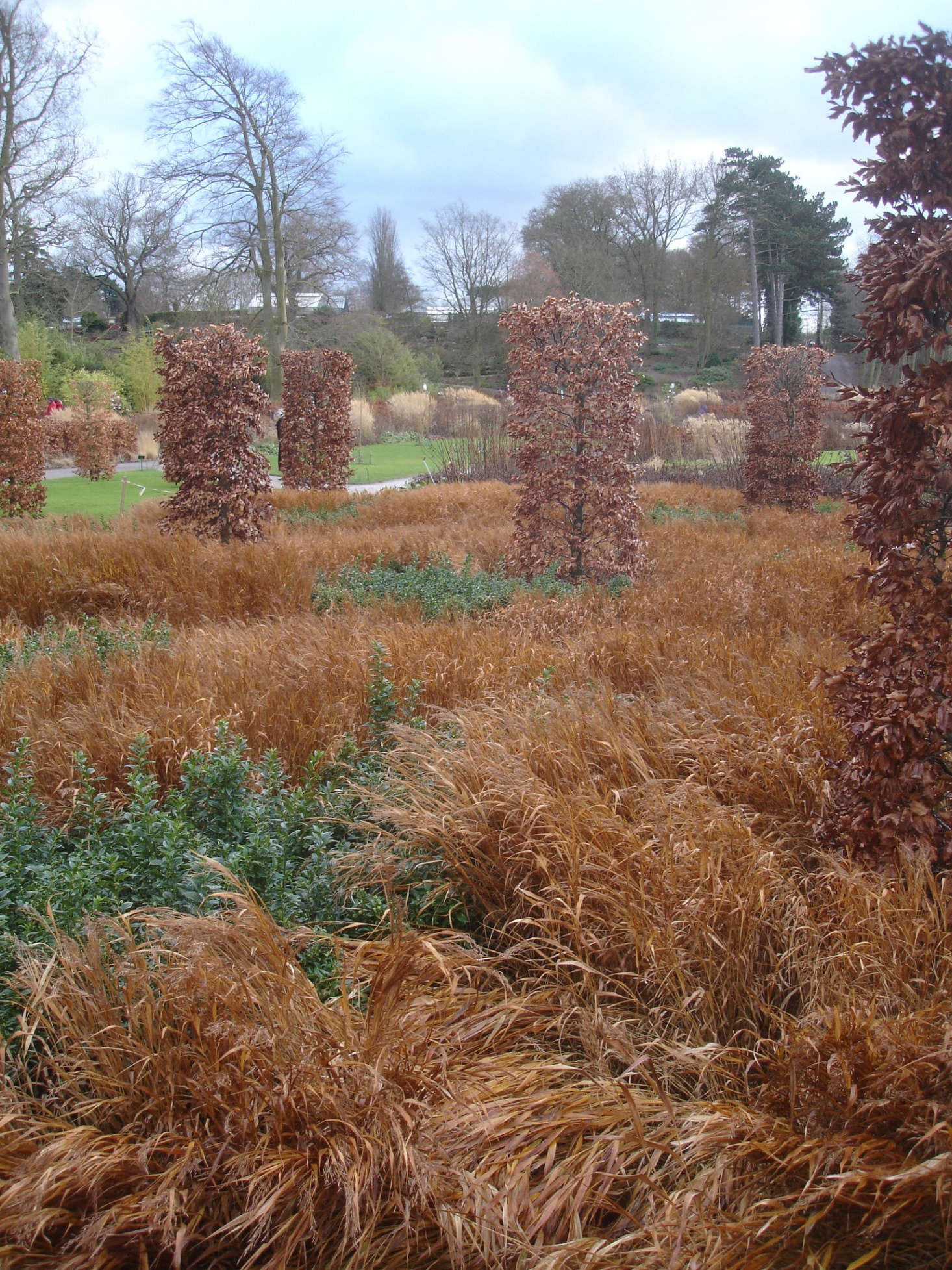 Clumps of Hakonechloa macra turn a tawny golden color that adds warmth in late December. Photograph by Clivid via Flickr.