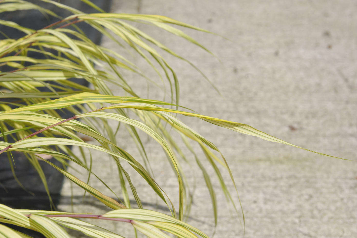 Hakonechloa macra 