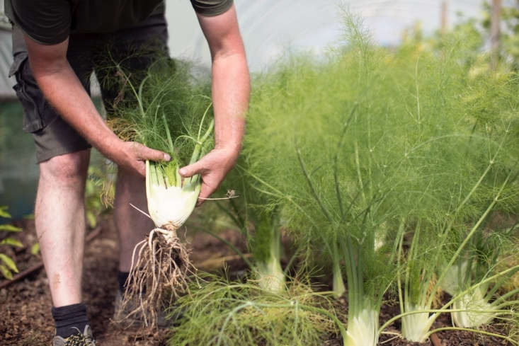 Fennel is grown in abundance at Heckfield Place. The pollen, harvested just before the plant goes to seed, is churned into fennel pollen ice cream.