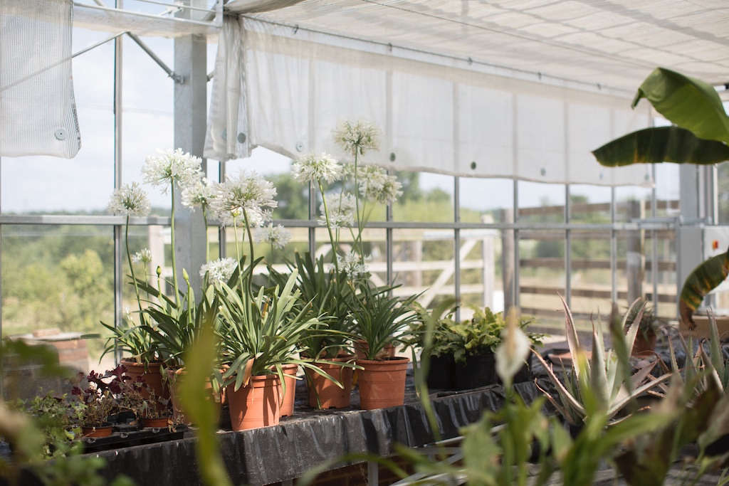 White agapanthus is grown in one of the greenhouses on the estate.
