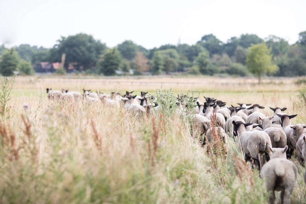 The farm has a herd of 50 Suffolk sheep, as well as 0 Rhode Island Red chickens, which are used exclusively for egg laying, and a herd of Jersey cows for dairy.