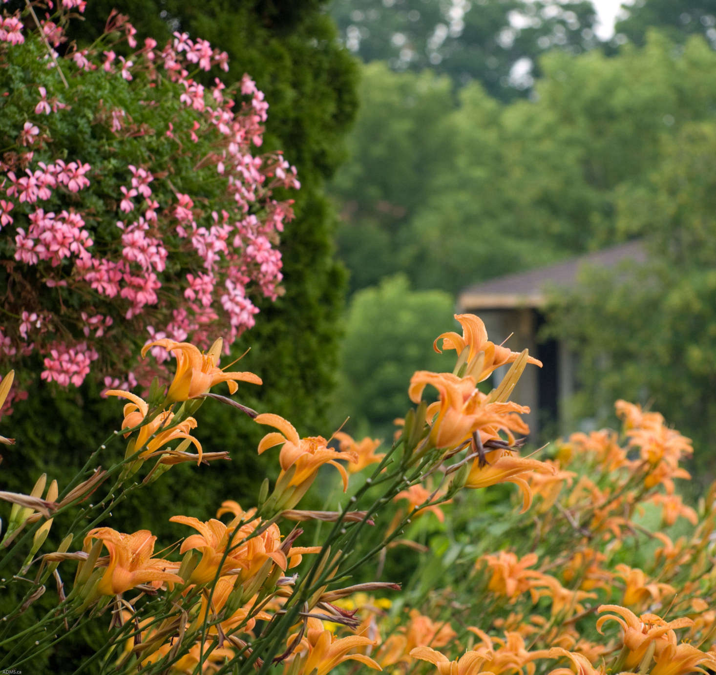 Sorbet colors somehow manage to complement each other rather than clash. Photograph by Cmslothouber via Flickr.