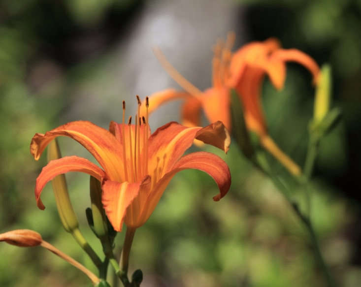 Hemerocallis fulva var. littorea blooms in Tsukuba Botanical Garden in Japan. Photograph by Tanaka Juuyoh via Flickr.