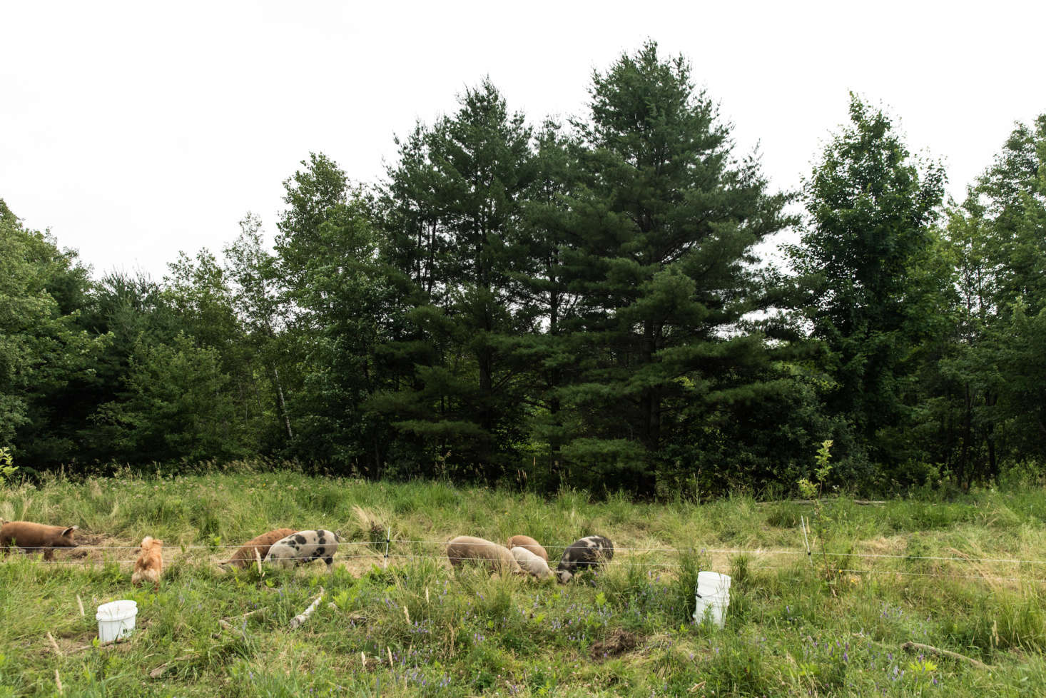 Pigs, too, are raised in pastures and in the woods, and spend 