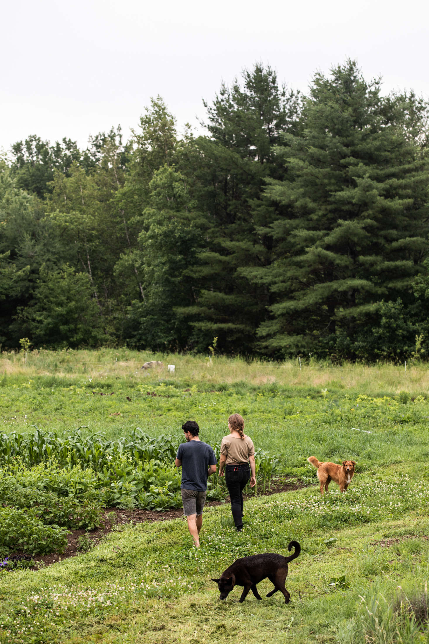In addition to birds and hogs, the couple tends an acre of vegetables, herbs, and flowers 