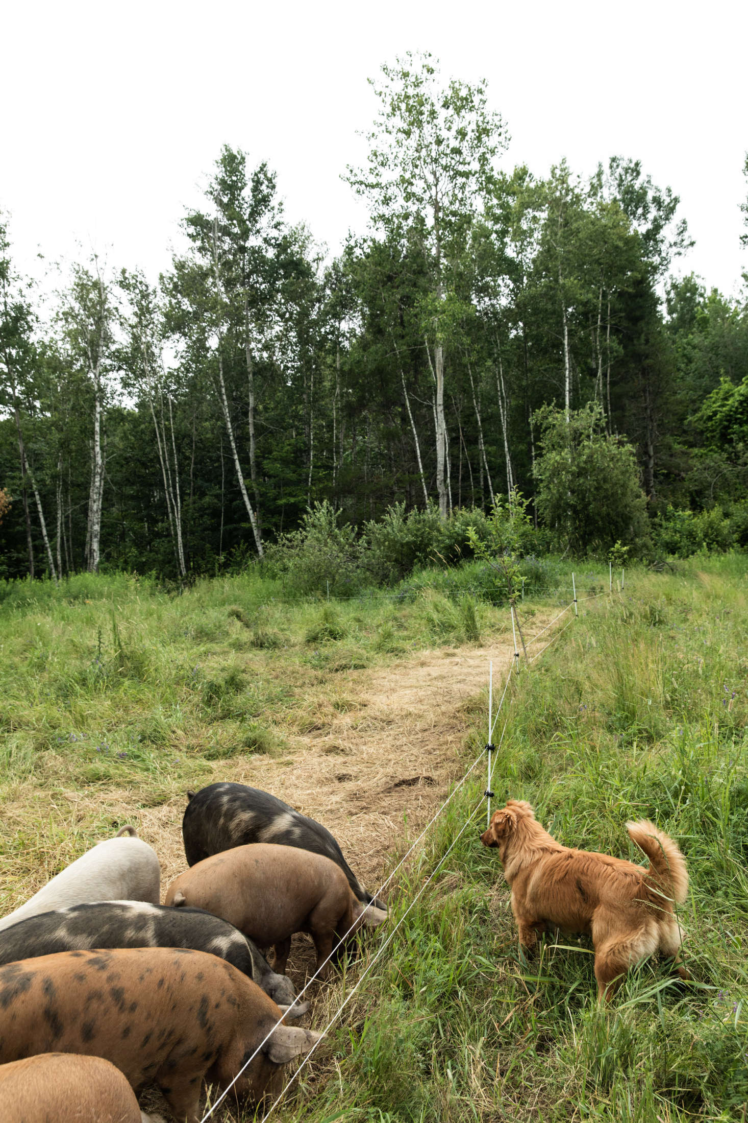Massimo and Sola have free reign and help to keep the pigs in line.