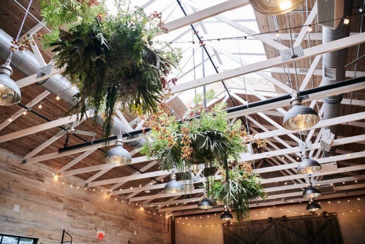 Sunlight pours in through the skylight; lucky plants.