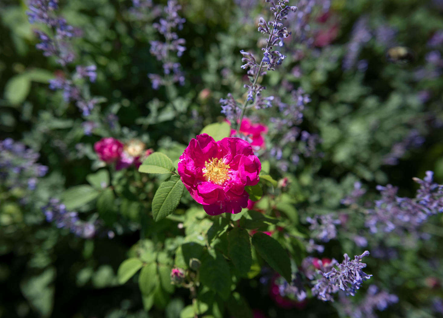 Purple Nepeta ‘Six Hills Giant’ is a foil for Rosa gallica officinalis (known as the apothecary rose, it is an ancient variety found in medieval gardens). See more in Landscaping Ideas: A Classic Cottage Garden on Cape Cod. Photograph by Justine Hand.