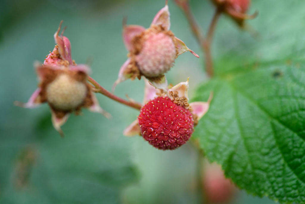 All About Raspberries: Edible Garden Cheatsheet - Gardenista