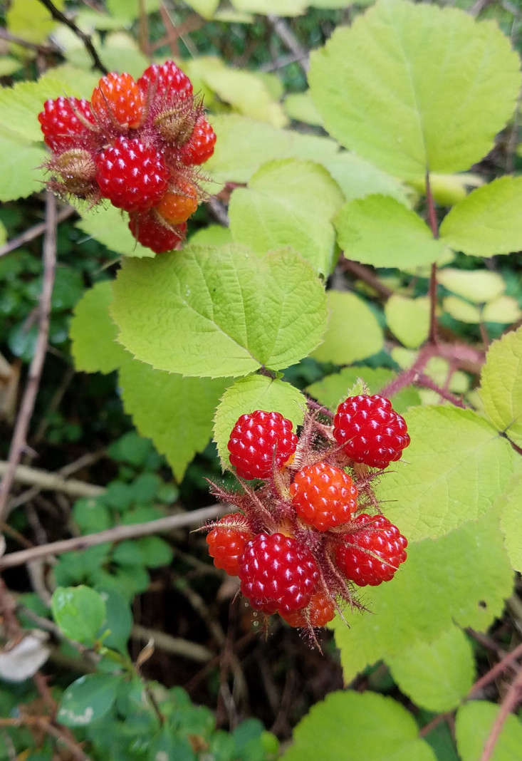 Juicy wineberries were introduced to North America in the \1890s as breeding stock for raspberries and have now naturalized widely, displacing native berries and other species.