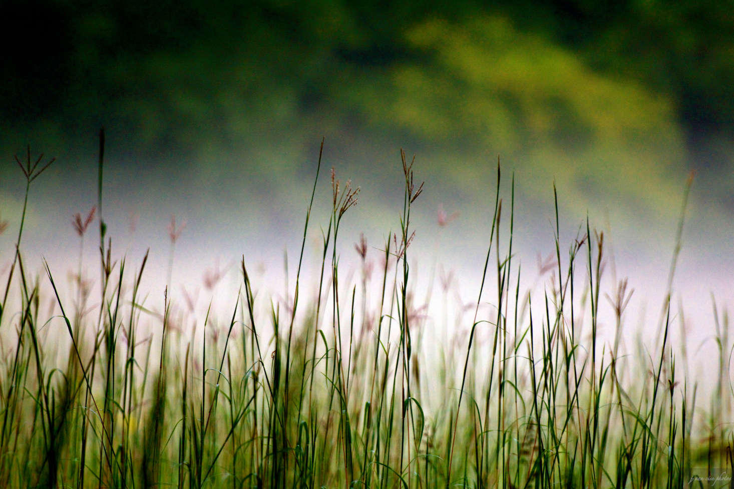 Not to be confused with little bluestem grass: big bluestem grass is a quintessential prairie grass. Photograph by J. Van Cise via Flickr.