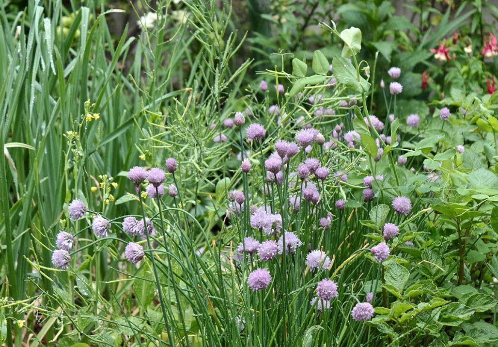 Photograph by Marie Viljoen, from Gardening data-src=