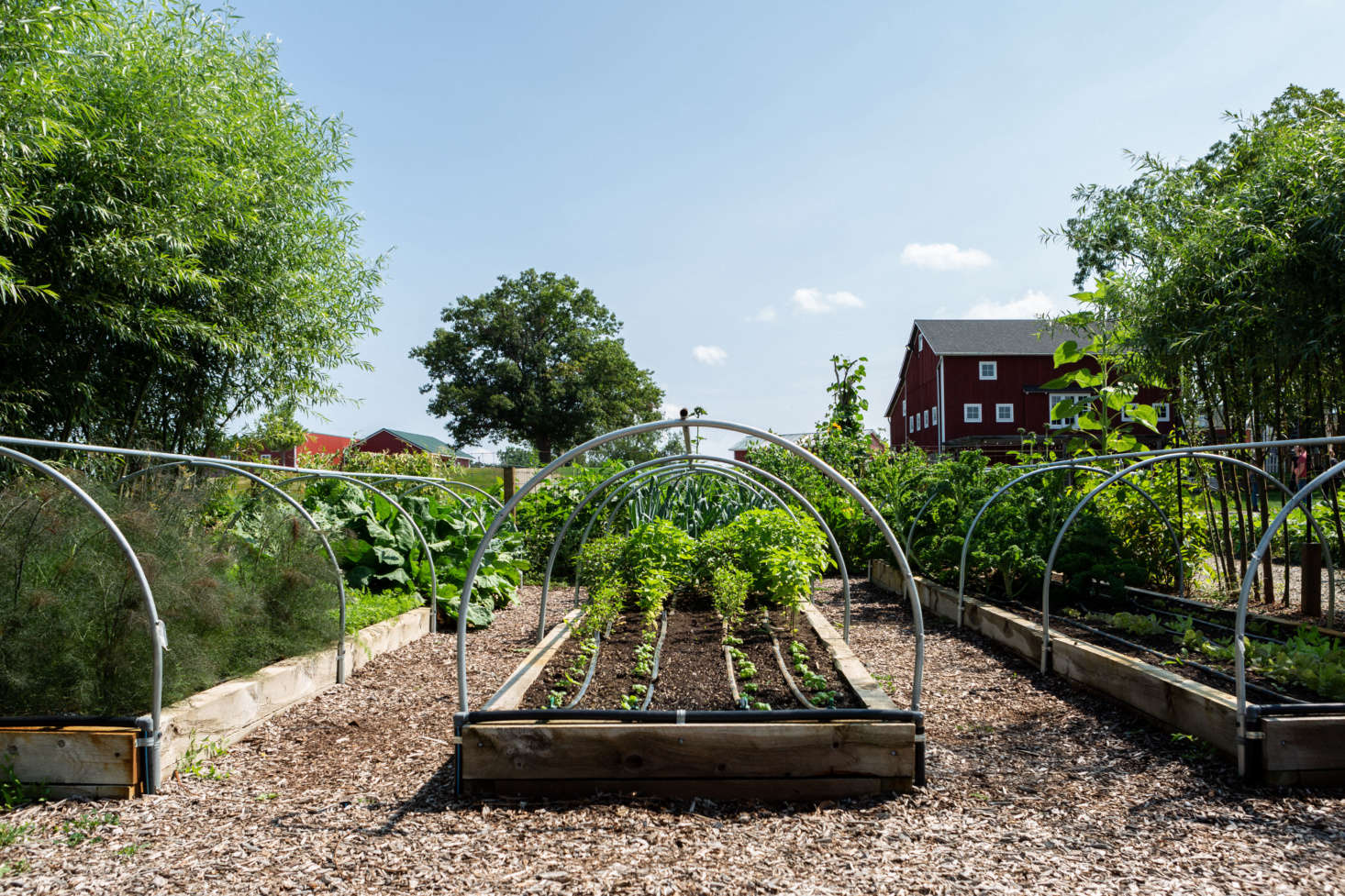 Photograph by Marta Xochilt Perez, from Edible Garden Ideas to Steal from Michigan
