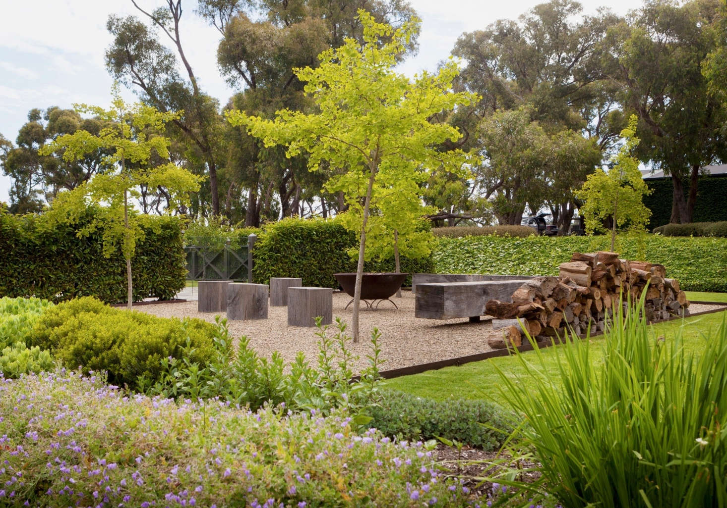 Four ginkgo trees (Ginkgo biloba) anchor the corners of a gravel seating area with a fire pit.