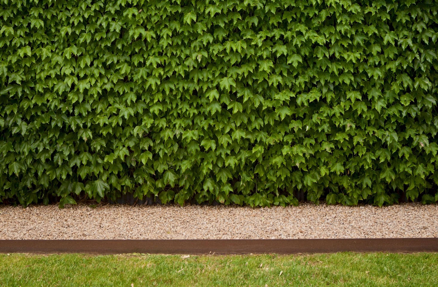 Boston ivy cloaks a wall, bordered by more granite gravel held in check by Corten steel landscape edging.