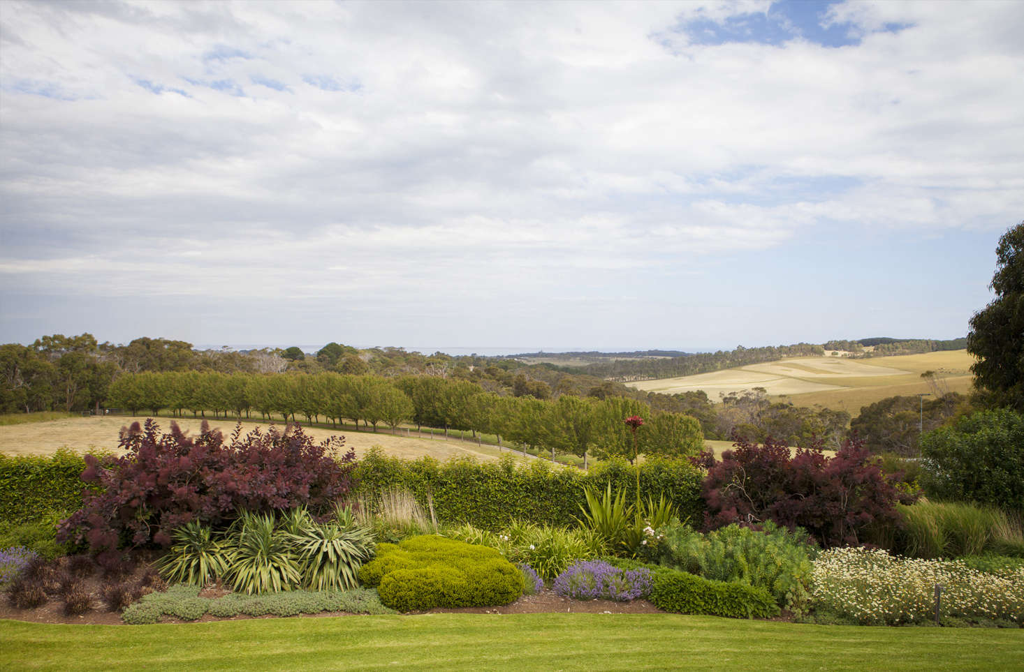 Strong colors in the planting beds create a transition to a wilder landscape, complementing the rich golden slopes of the surrounding hills. Perennials include grasses, sedum, hebe, and burgundy-leafed smoke bush (Cotinus).