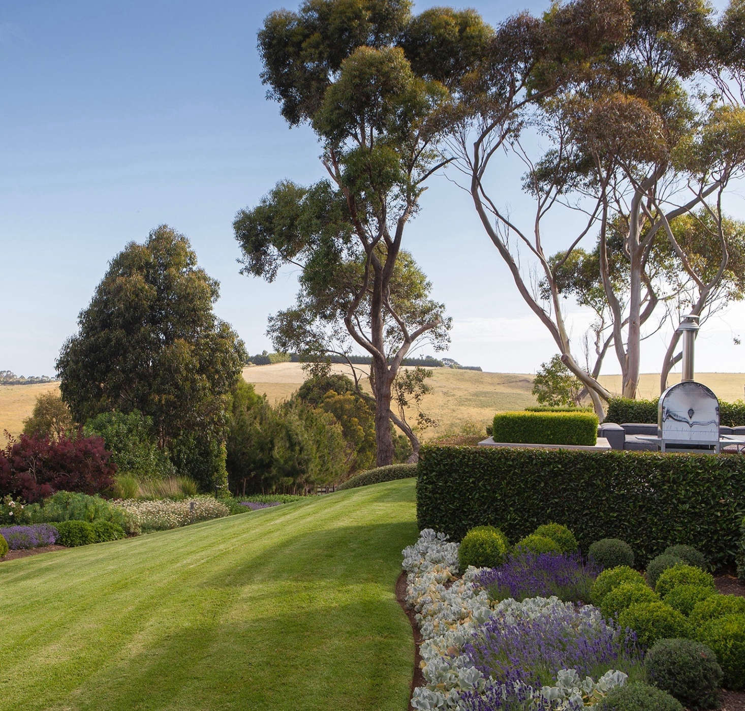 A hedge of Portuguese laurel (at right) encloses a patio area with a pizza oven. Boxwood, Cotyledon orbiculata, and Acanthus mollis grow in the foreground.