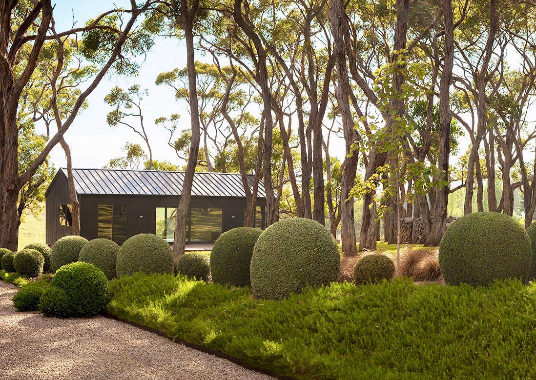 Native to Australia, Eucalyptus radiata trees gracefully drape over a zinc-sided guesthouse and a courtyard paved in granite gravel. Clipped boxwood balls breach the boundary between planting beds and gravel.