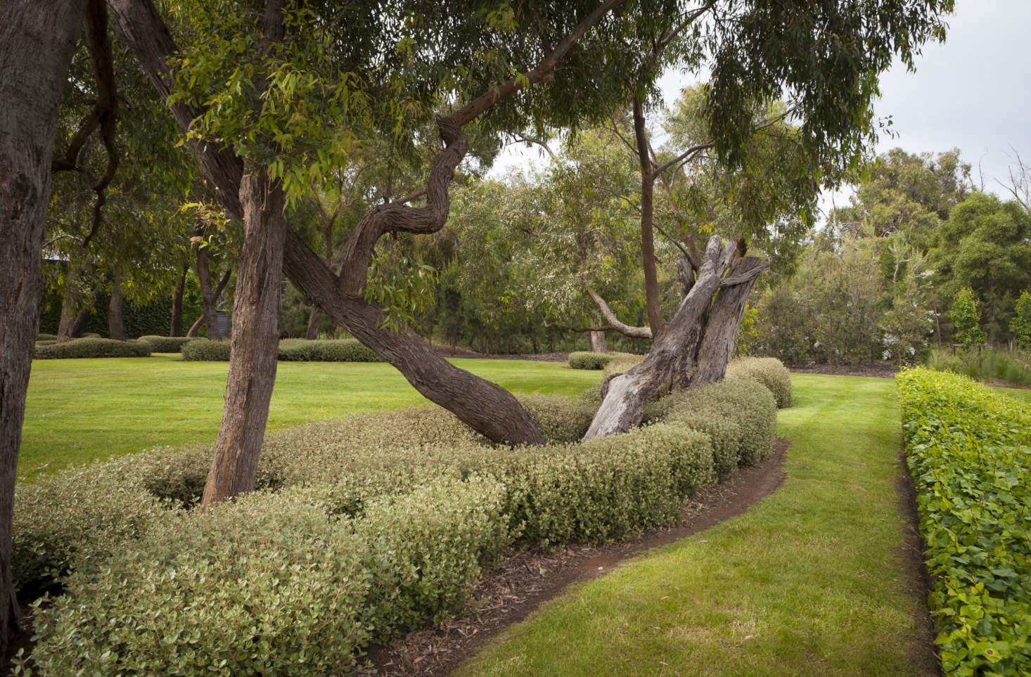 A turf developed in drought-prone Australia, Kikuyu ‘Village Green’ is a low-water alternative to a traditional lawn.