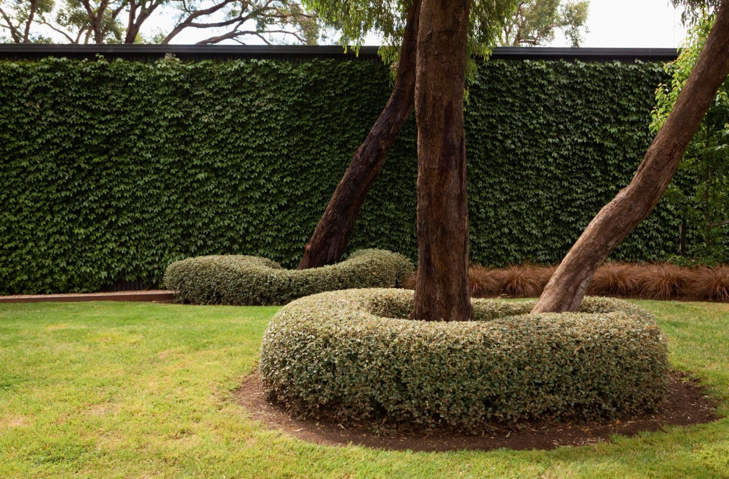 At the base of eucalyptus trees, white correa (Correa alba) is pruned into round (and not-so-round) doughnuts.