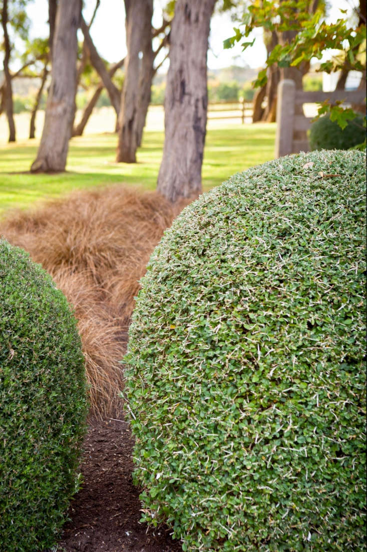 The golden foliage of perennial sedge (Carex) adds texture and warmth to the landscape.