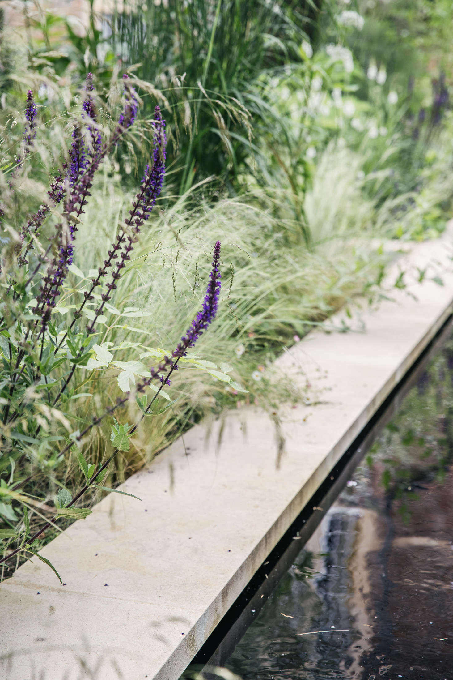 Salvia surrounds the pool. For everything you need to know about growing it, see Salvia: A Field Guide to Planting, Care & Design.
