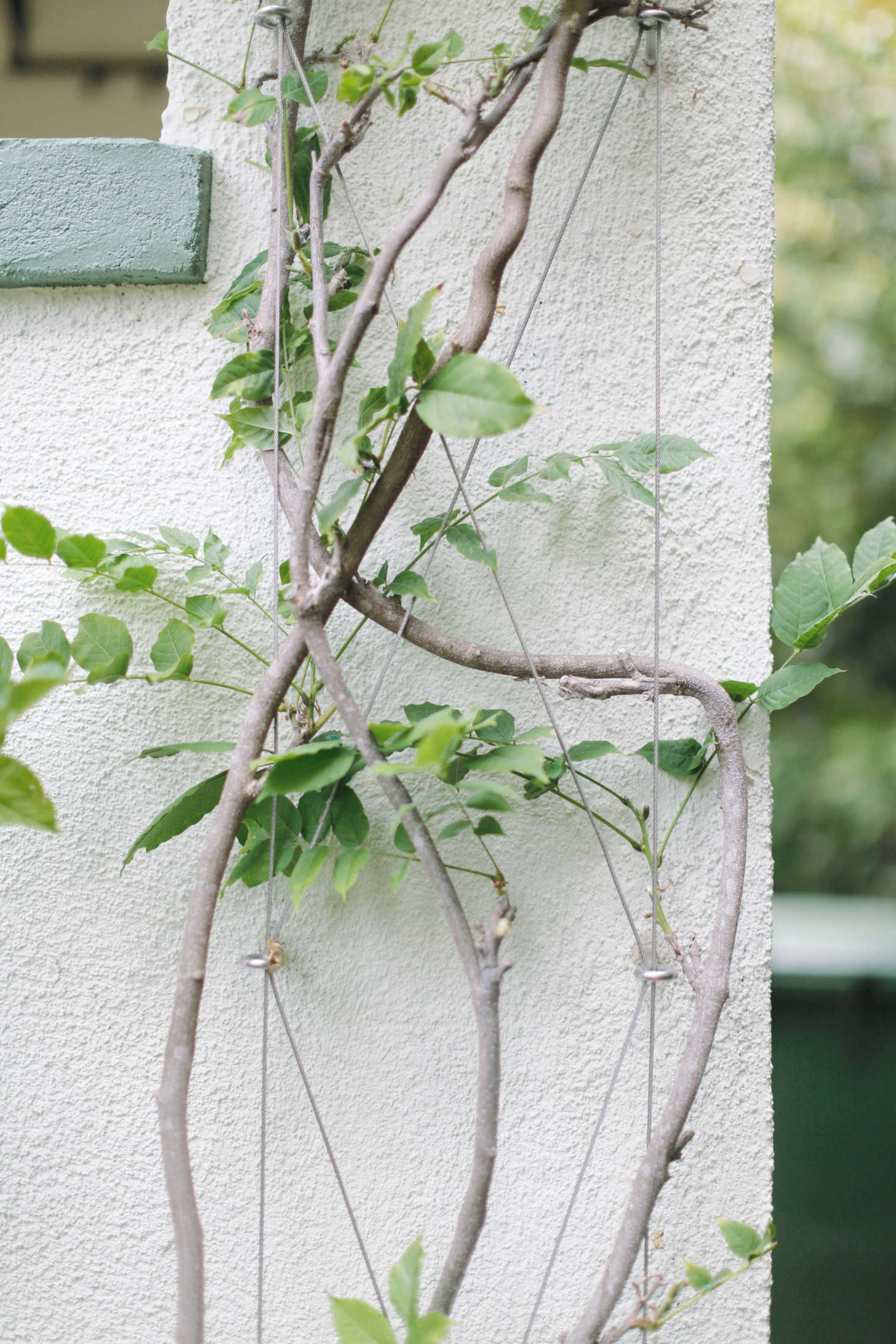 Complicating matters slightly, Michelle has a wire trellis that supports her flowering wisteria. To avoid disturbing (or breaking) the vines, the painters decided to use a small paintbrush around and under the trellis and the foliage.