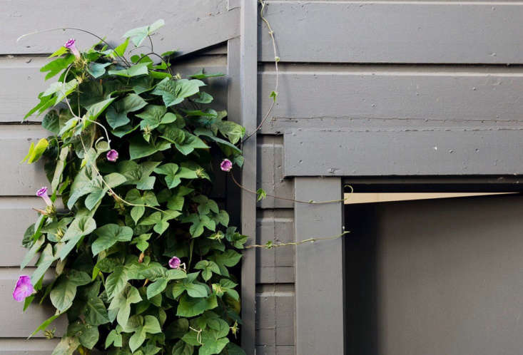 In Courtney and Zach Klein&#8\2\17;s garden in San Francisco&#8\2\17;s Mission district, a morning glory “volunteer” is an offshoot of a parent plant located on the sidewalk side of the house. A determined tendril found its way under the house and came up the other side, in the backyard. Photograph by Matthew Williams.