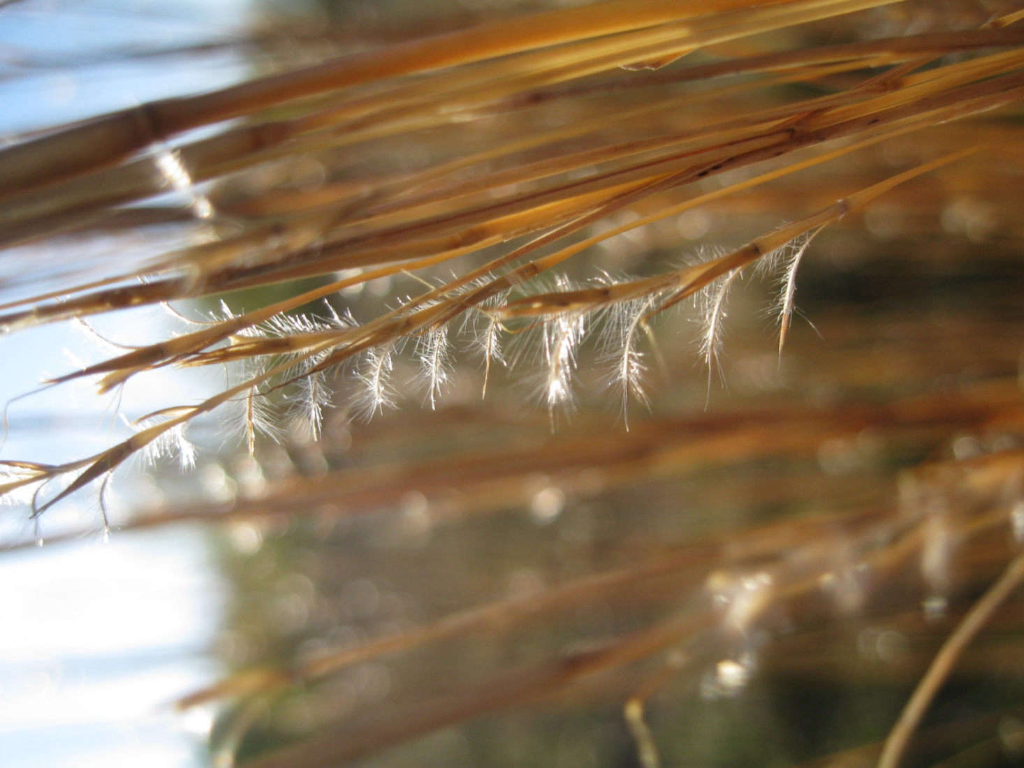 Photograph by Erutuon via Flickr.