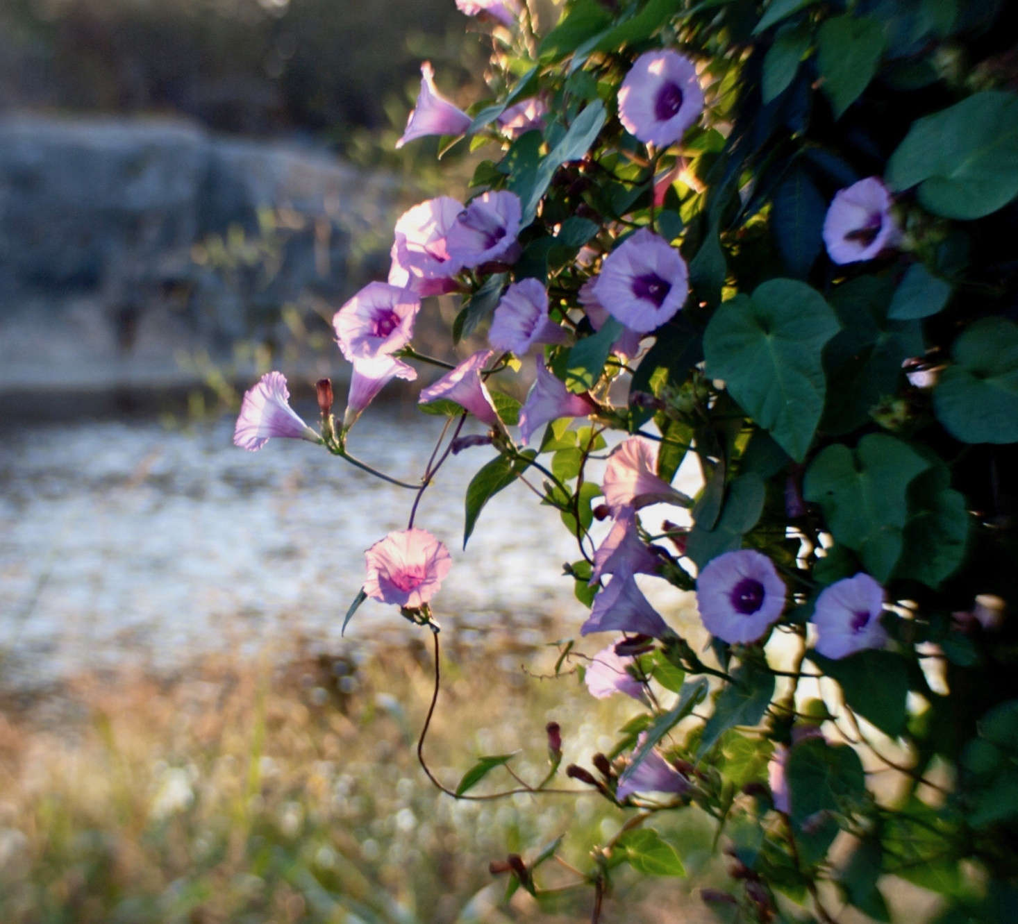 A pink morning glory vine flowers near the river in Blue Hole Park in Georgetown, Texas. Photograph by Anne Worner via Flickr.