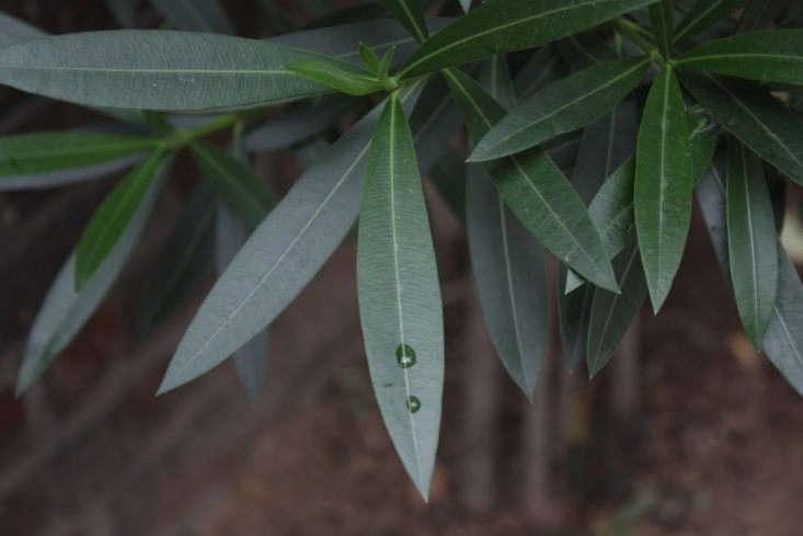 Oleander&#8\2\17;s leaves closely resemble the shape, color, and texture of foliage on olive trees. Photograph by Dalgial via Wikimedia.