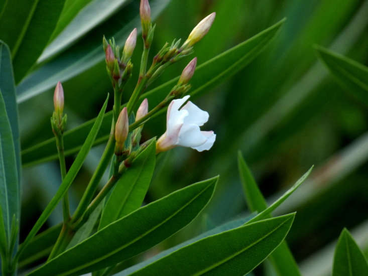 Nerium oleander. Photograph by Alejandro Bayer Tamayo via Flickr.