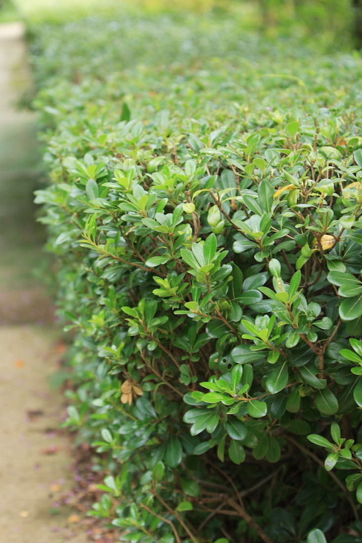 A clipped hedge of Pittosporum tobira. Photograph by Farm via Wikimedia Commons.