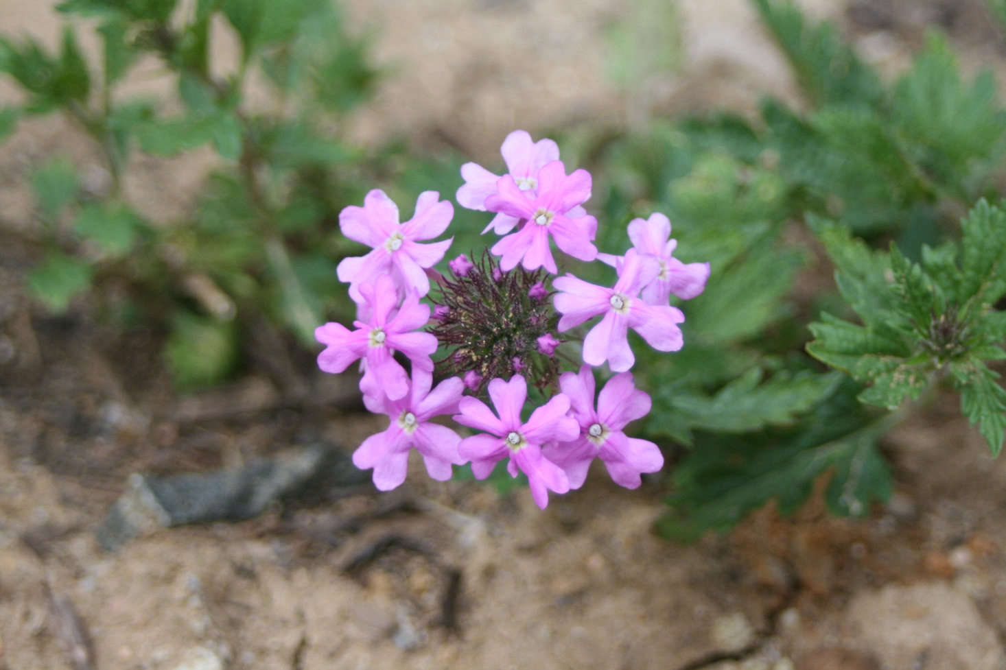 Verbena 