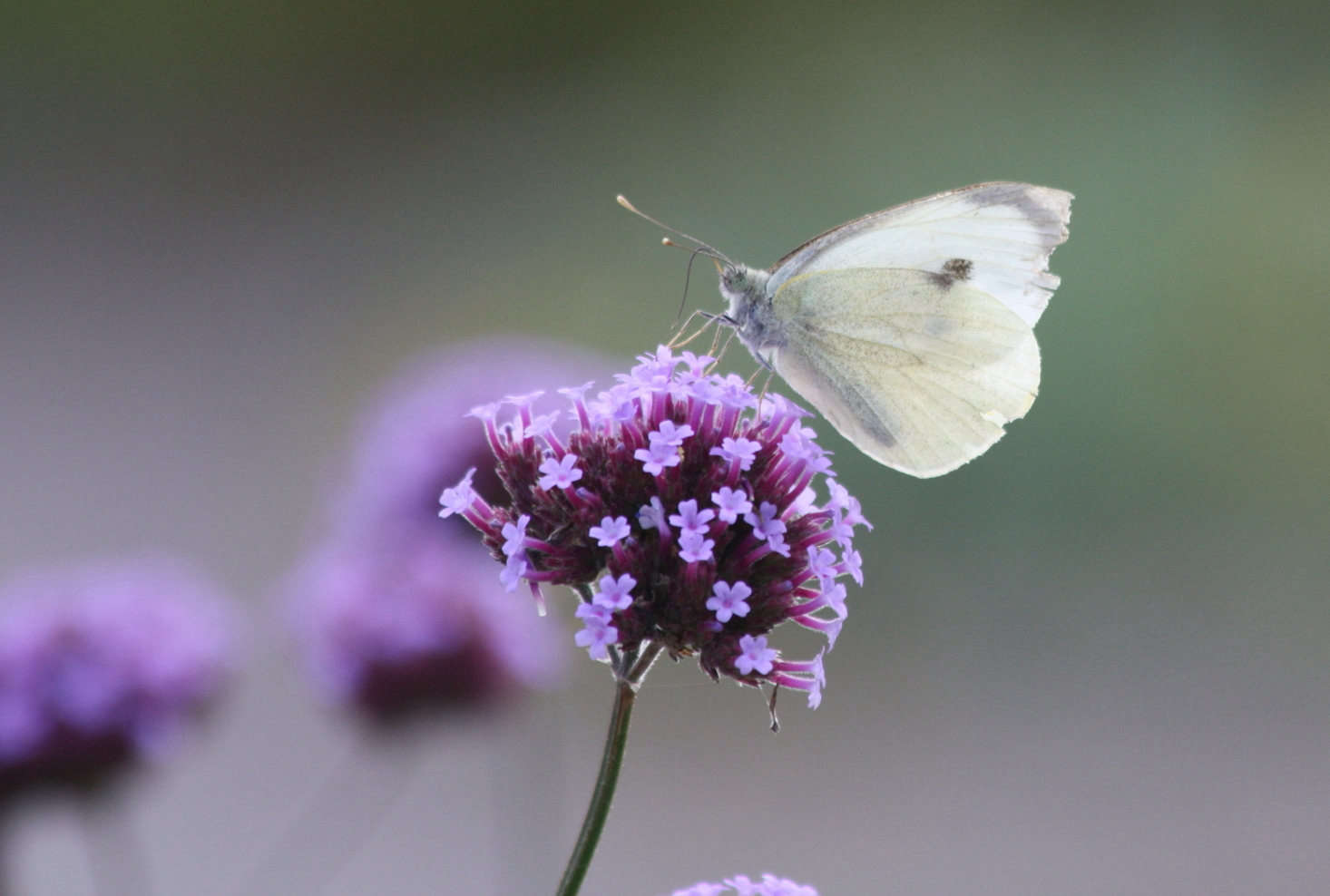 Photograph by Gareth Williams via Flickr.