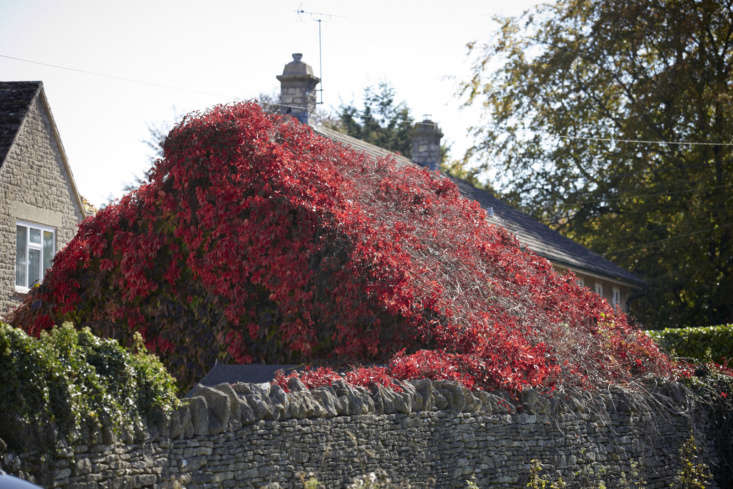 Boston ivy in the fall.