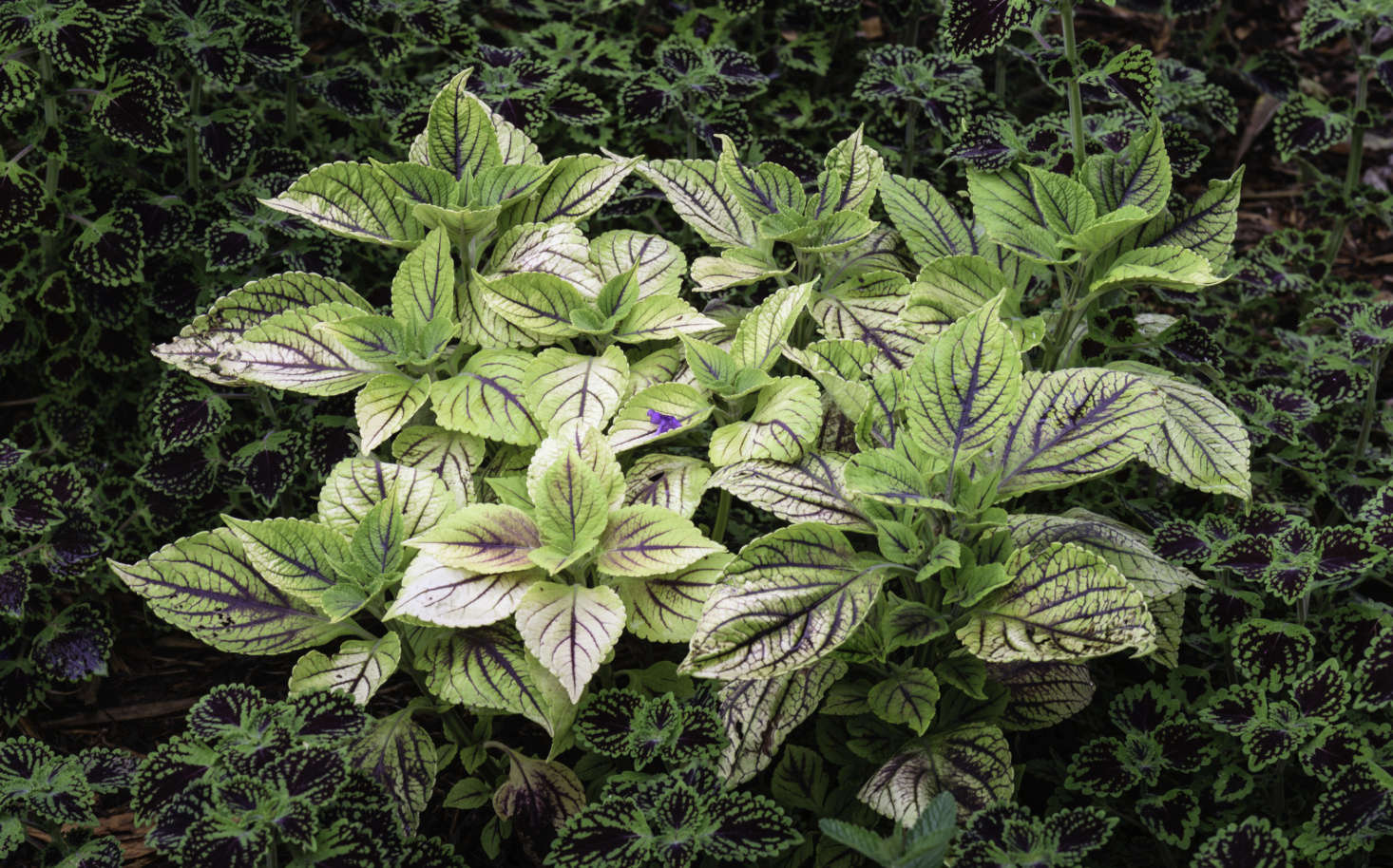 Two varieties of coleus complement each other in coloring and texture. Photograph by Puddin Tain via Flickr.
