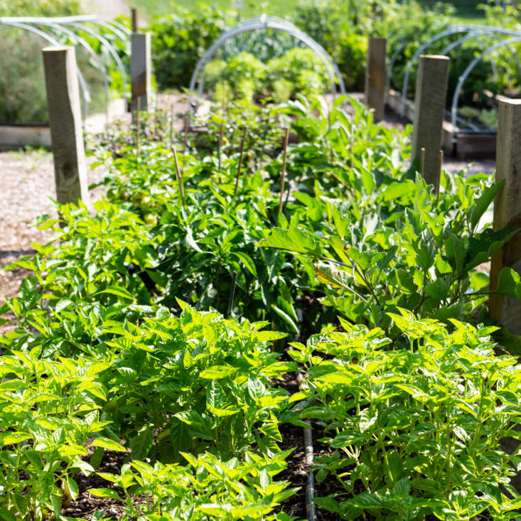 Basil grows in abundance at Cornman Farms.