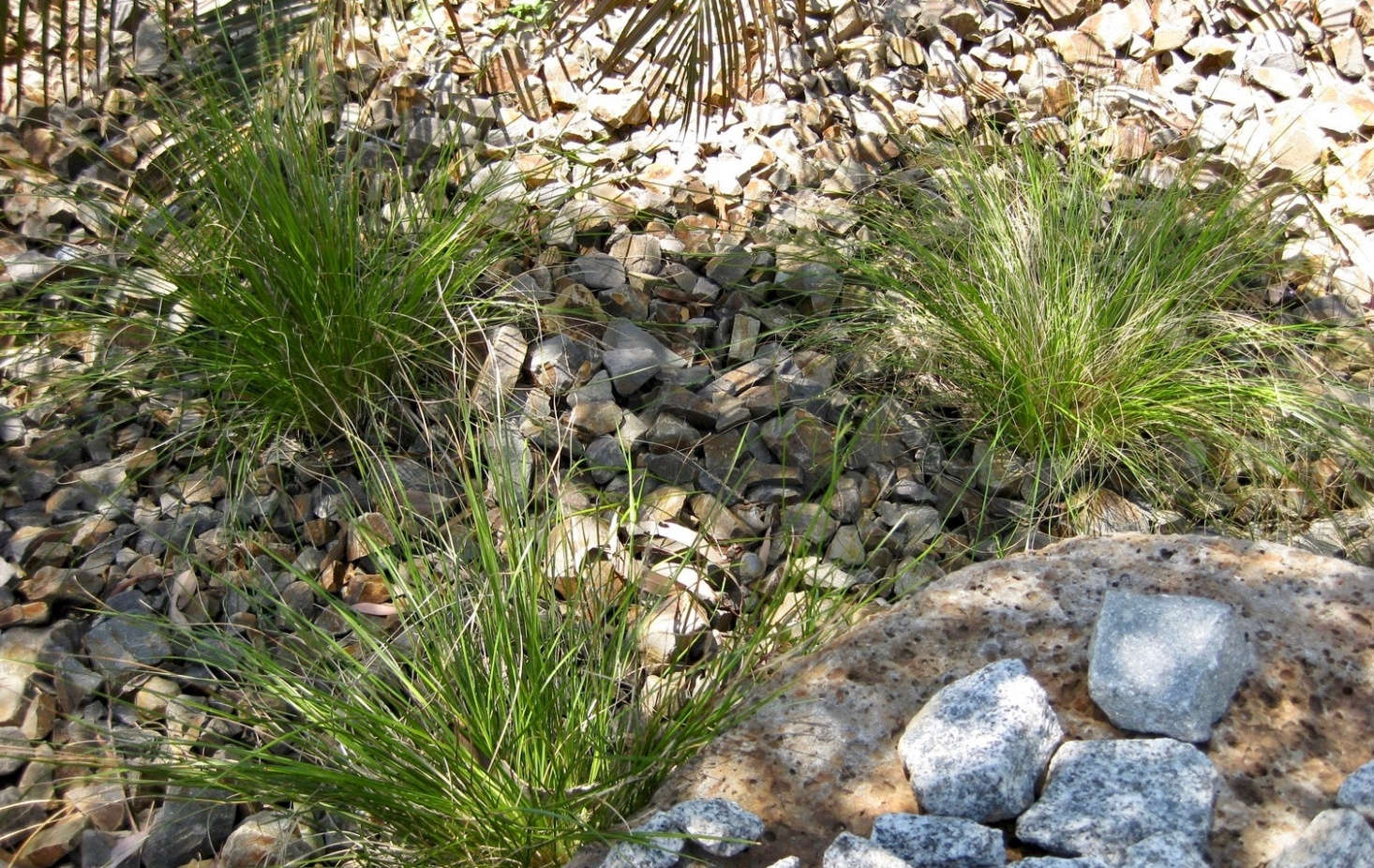 Lomandra cylindrica. Photograph by Gardenology via Wikimedia.