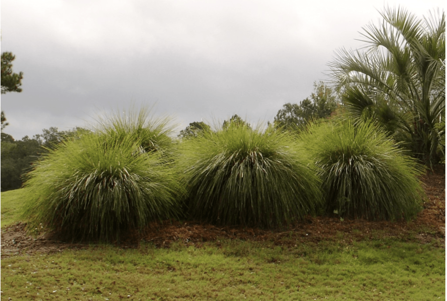 Lomandra longifolia 